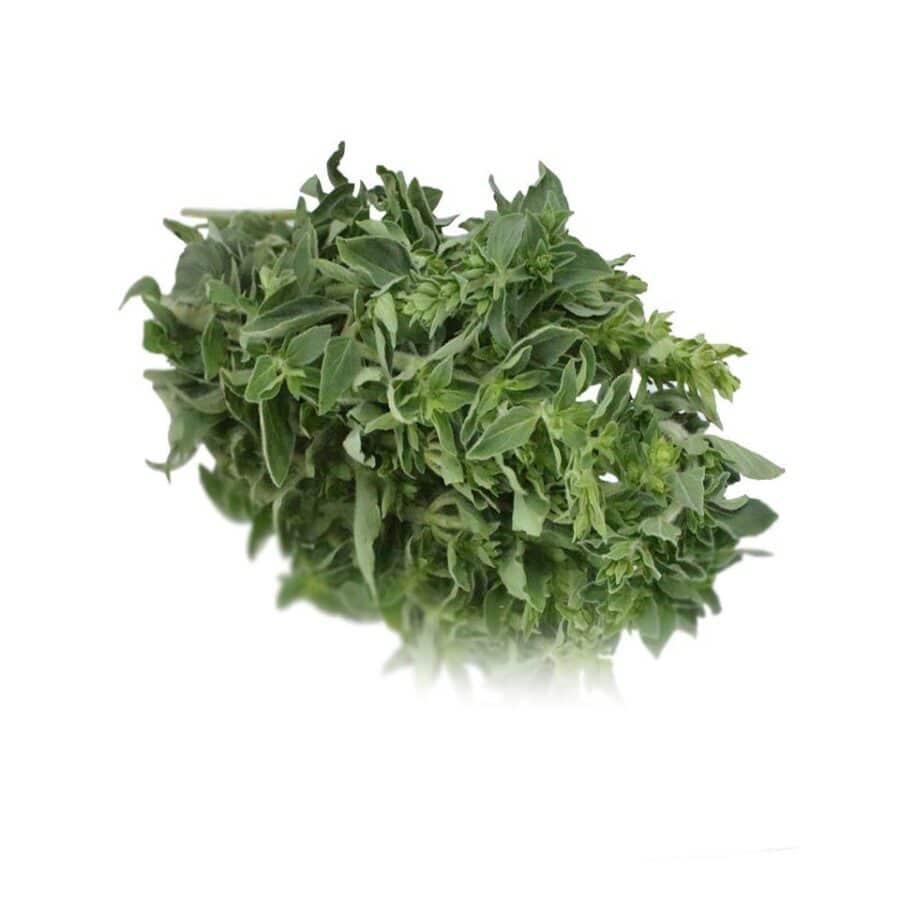 oregano bunched herb