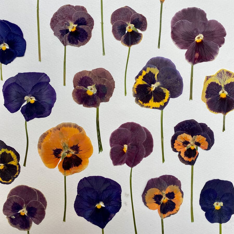 pressed pansy edible flowers