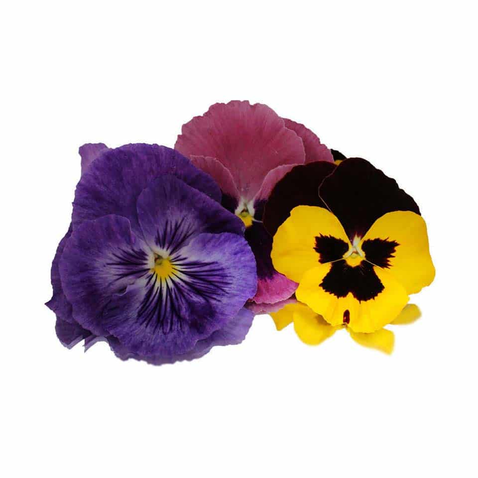 fresh pansy edible flowers for cake decorating