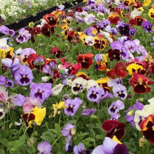 pressed pansy edible flowers, also known as pansies or viola. Growing on our farm in Norfolk