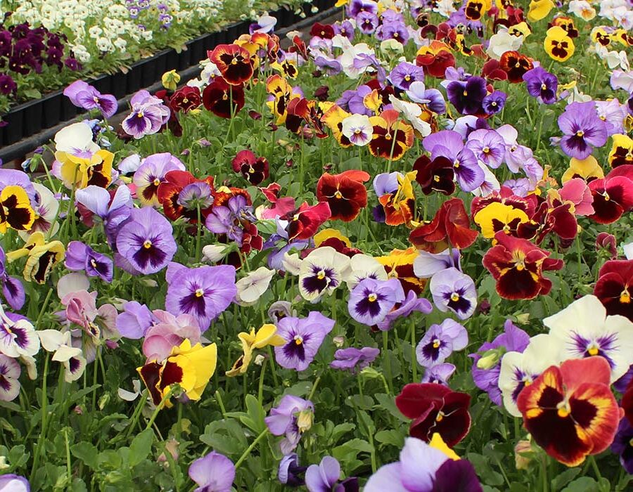 pressed pansy edible flowers, also known as pansies or viola. Growing on our farm in Norfolk
