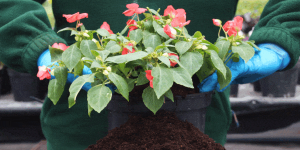 planting edible flowers in natural soil