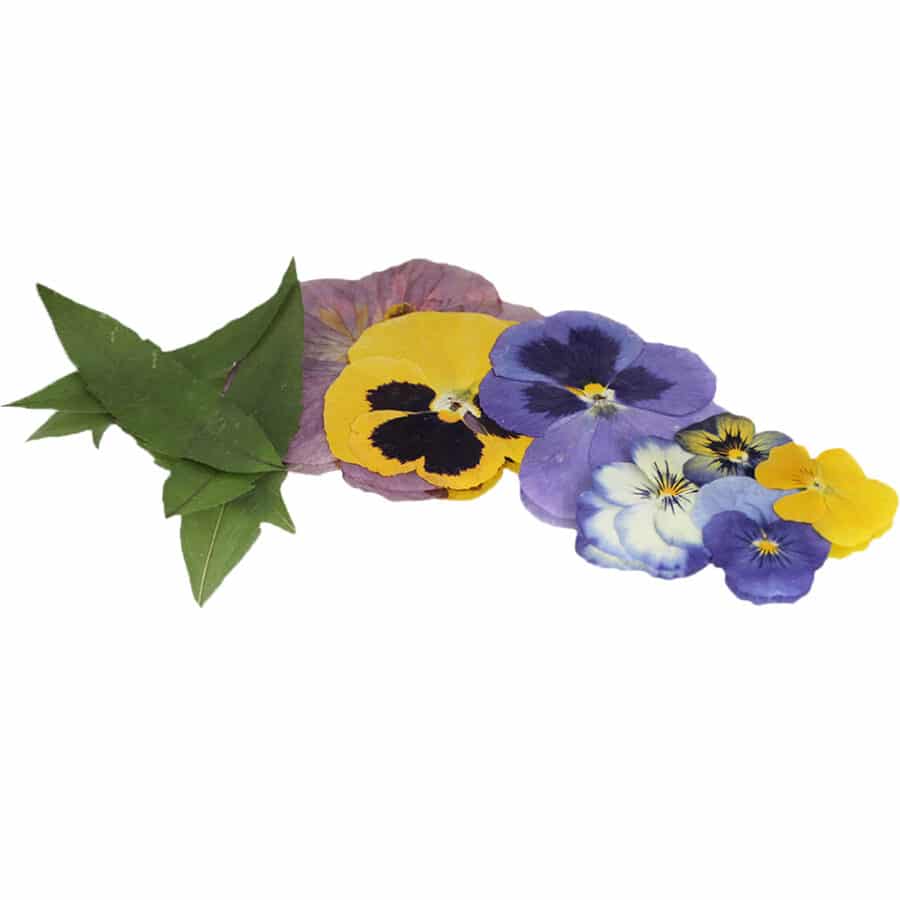 pressed edible flower and edible leaf selection mix