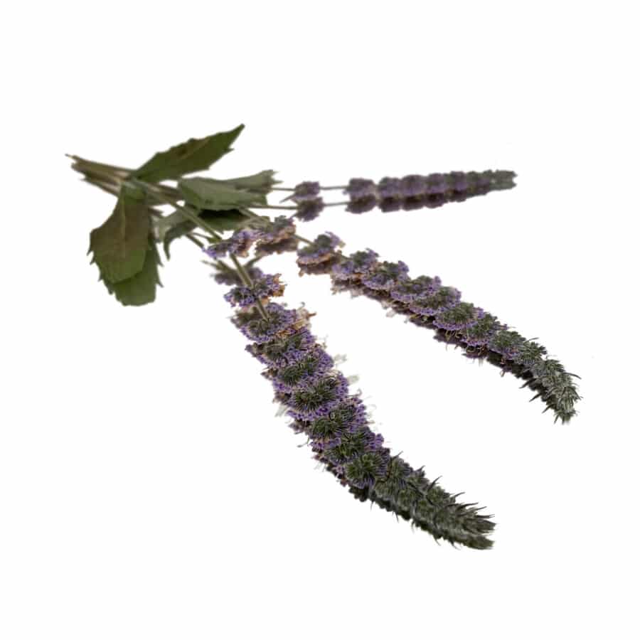 pressed spearmint edible flowers
