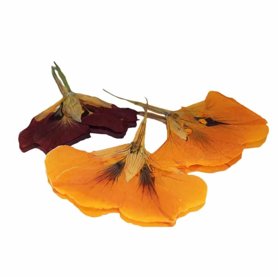 pressed nasturtium edible flower