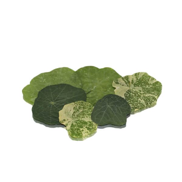 pressed nasturtium edible leaves