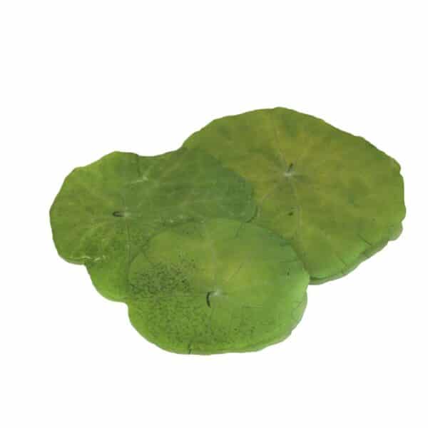 nasturtium XL Pressed edible leaves