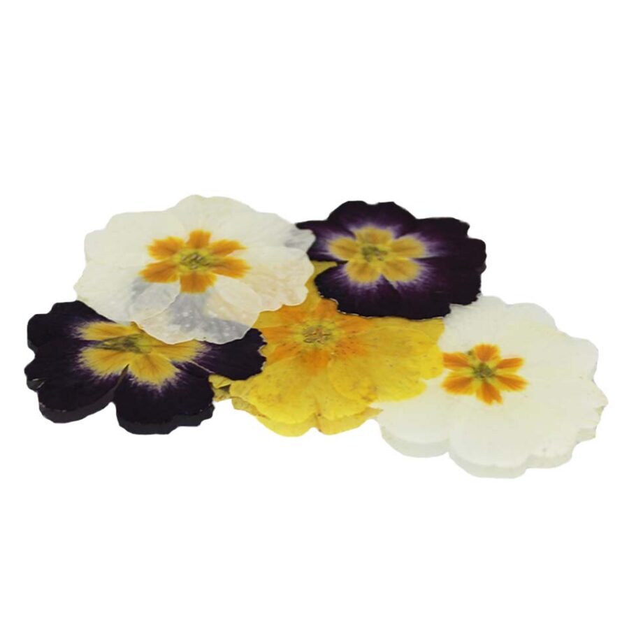 Colourful pressed primula edible flowers, also known as primrose