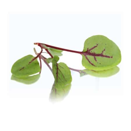 red vein sorrel micro cress