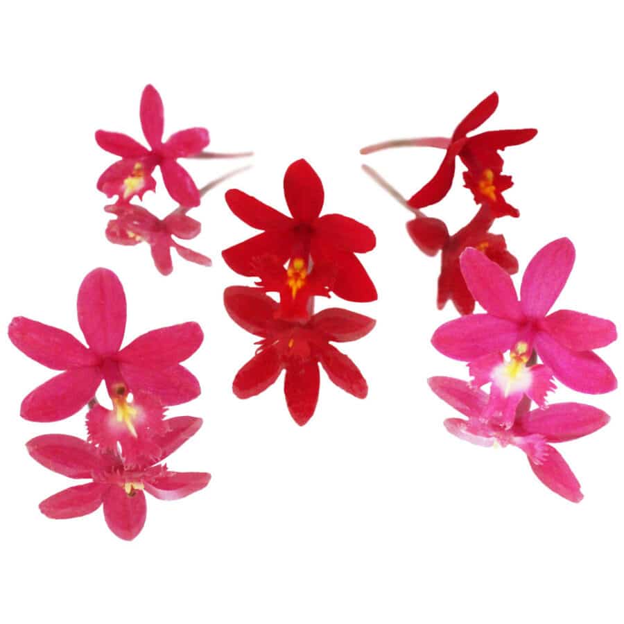 small edible orchids flowers