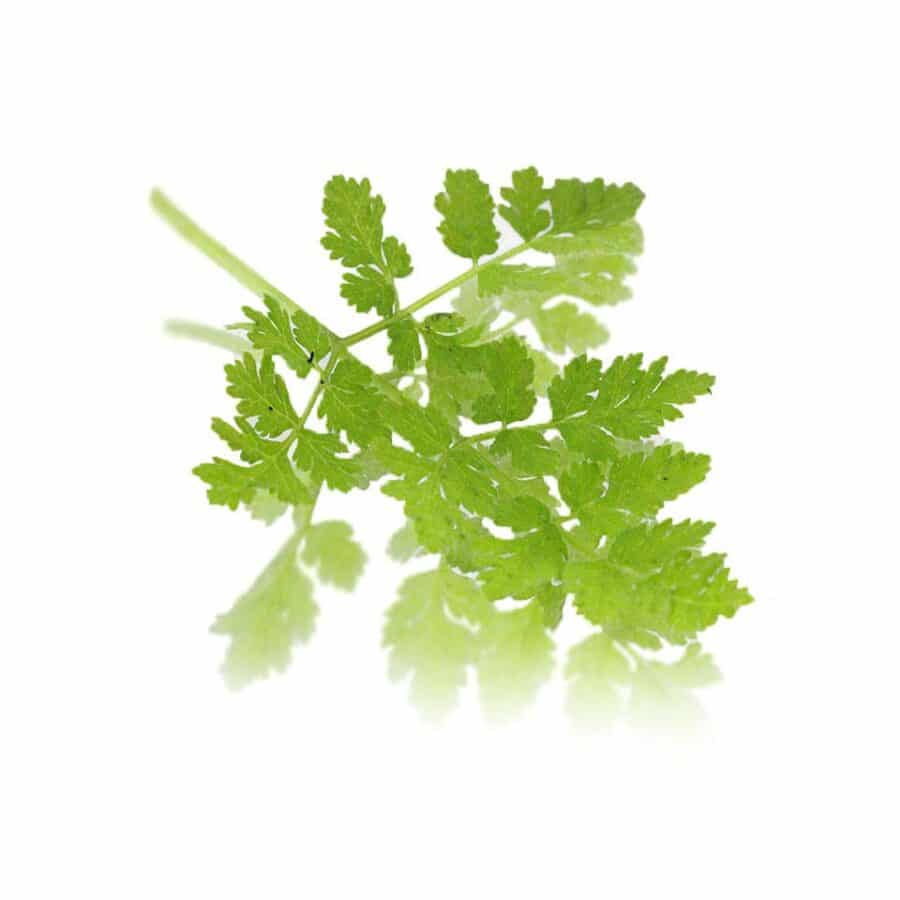 sweet Cicely edible leaves