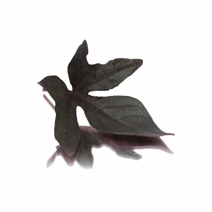 sweet potato edible leaves (camote)