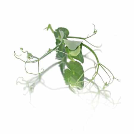 tendril micro pea shoots