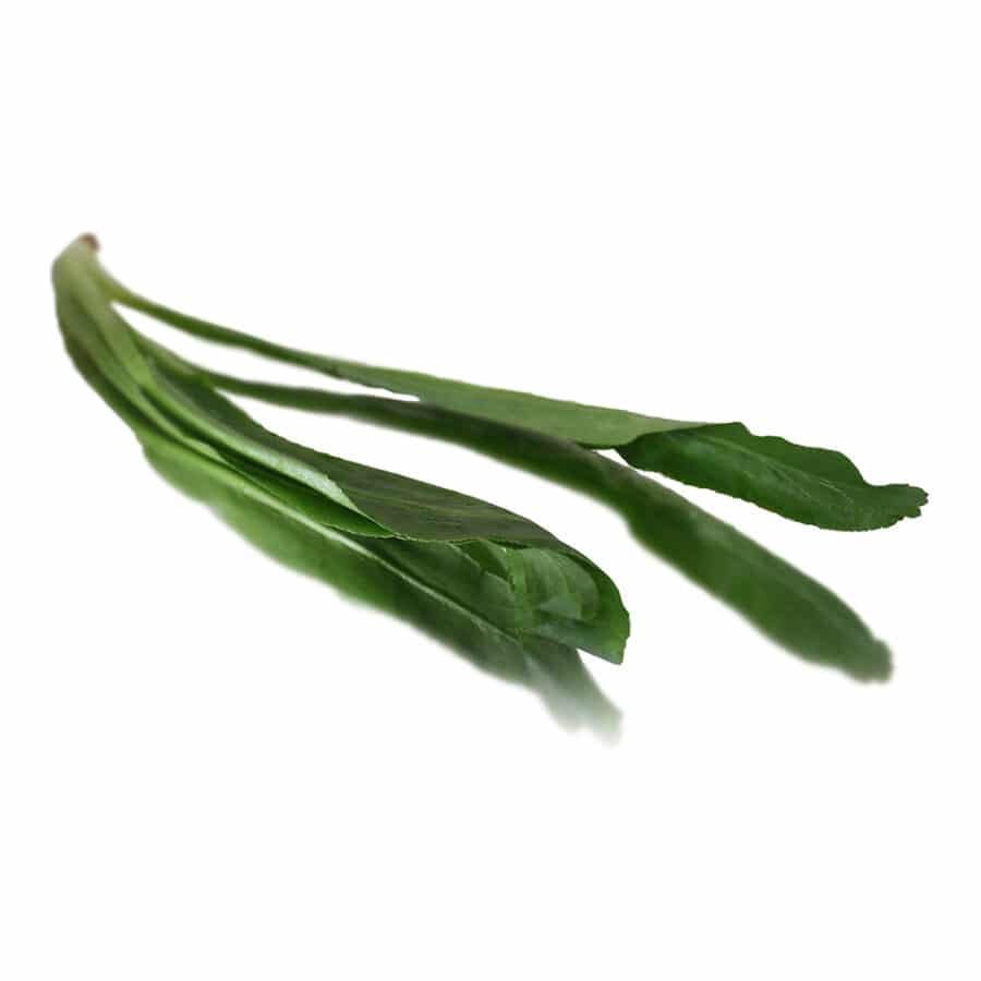 Thai culantro (thai parsley)