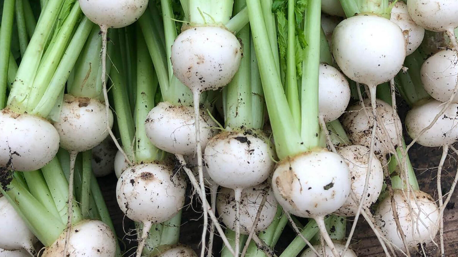 How to stop those pests ruining your turnips | Nurtured in Norfolk