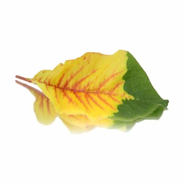 variegated amaranth edible leaves (tricolor)