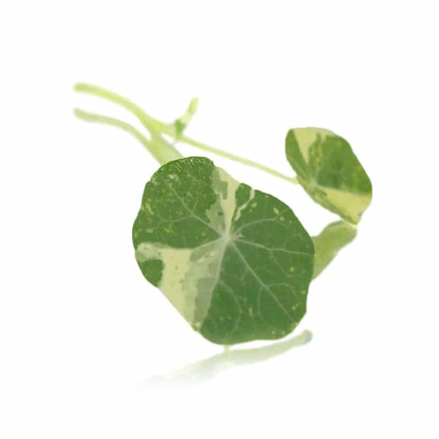edible nasturtium leaves