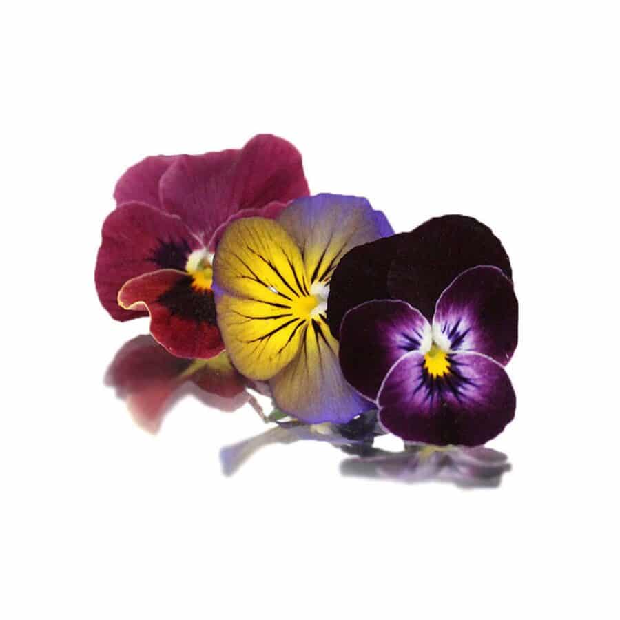 Viola edible flowers in a variety of colours