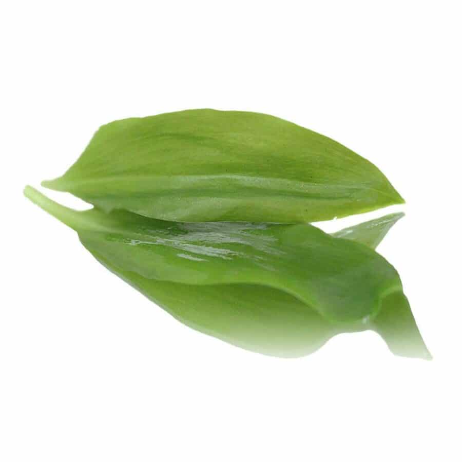 wild garlic edible leaves