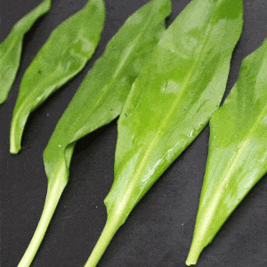 edible leaves