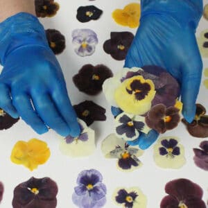 pressed edible pansy flowers