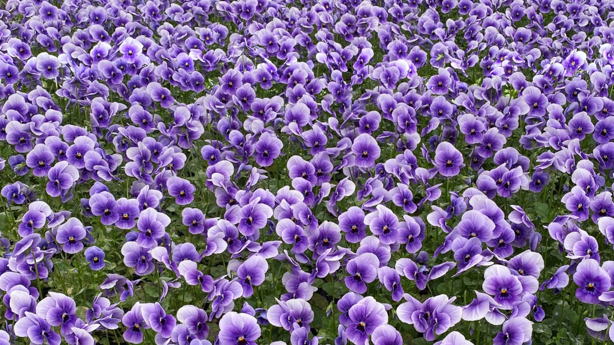 viola edible flowers