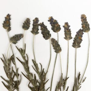 Edible pressed Lavender shoots