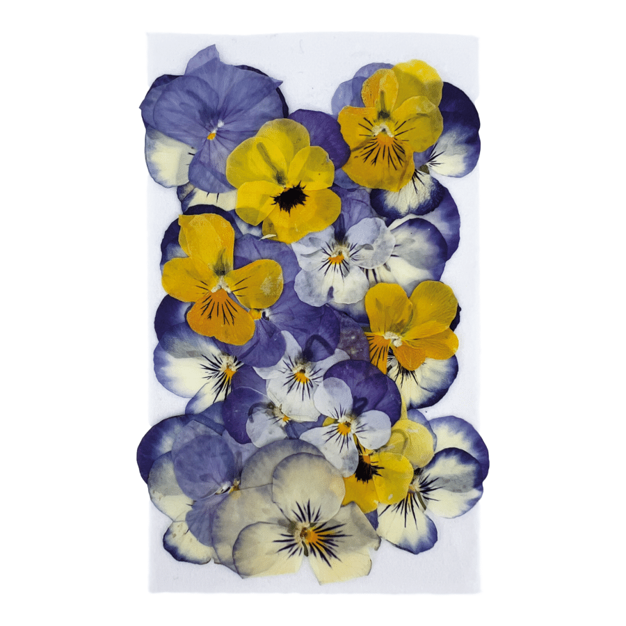 Pressed Viola Edible Flowers for Mother's Day
