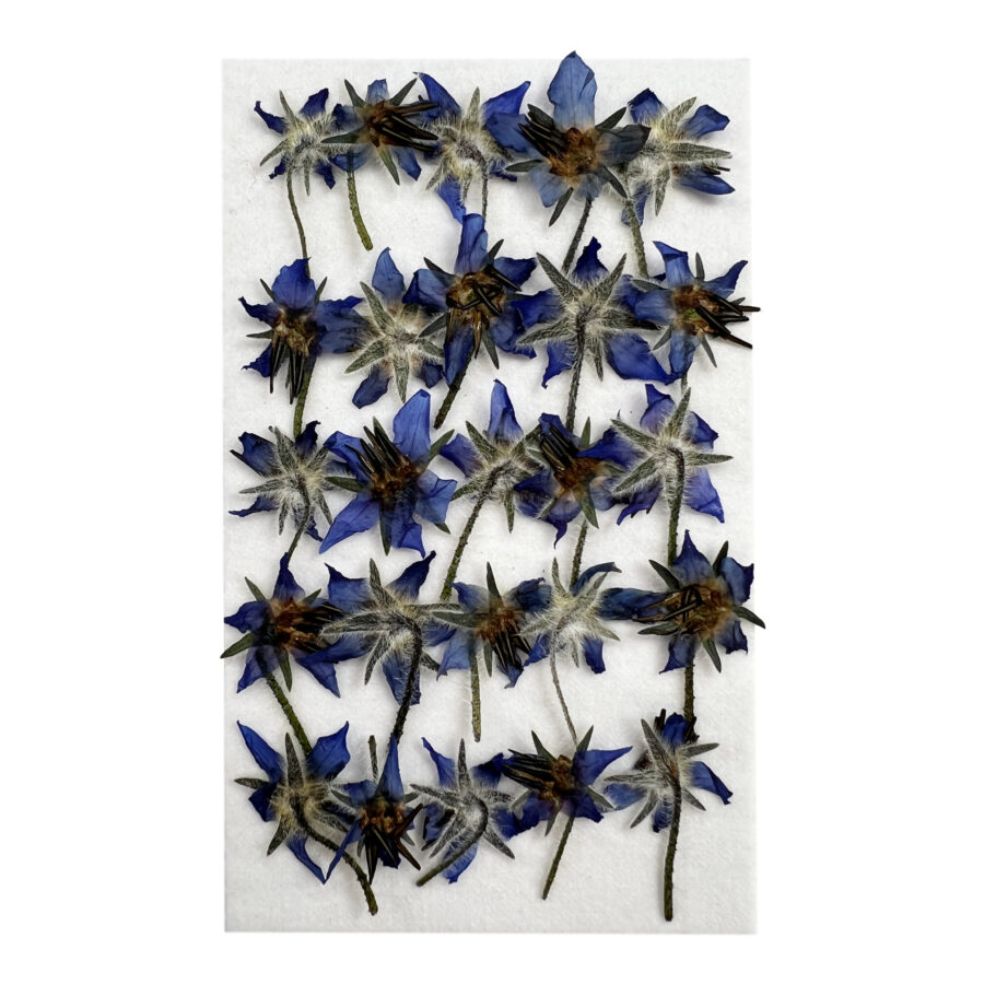 pressed blue borage edible flowers