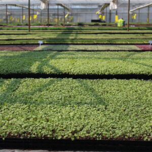 Micro cress in the greenhouse in norfolk