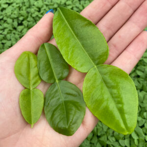 Edible Kaffir Lime Leaves