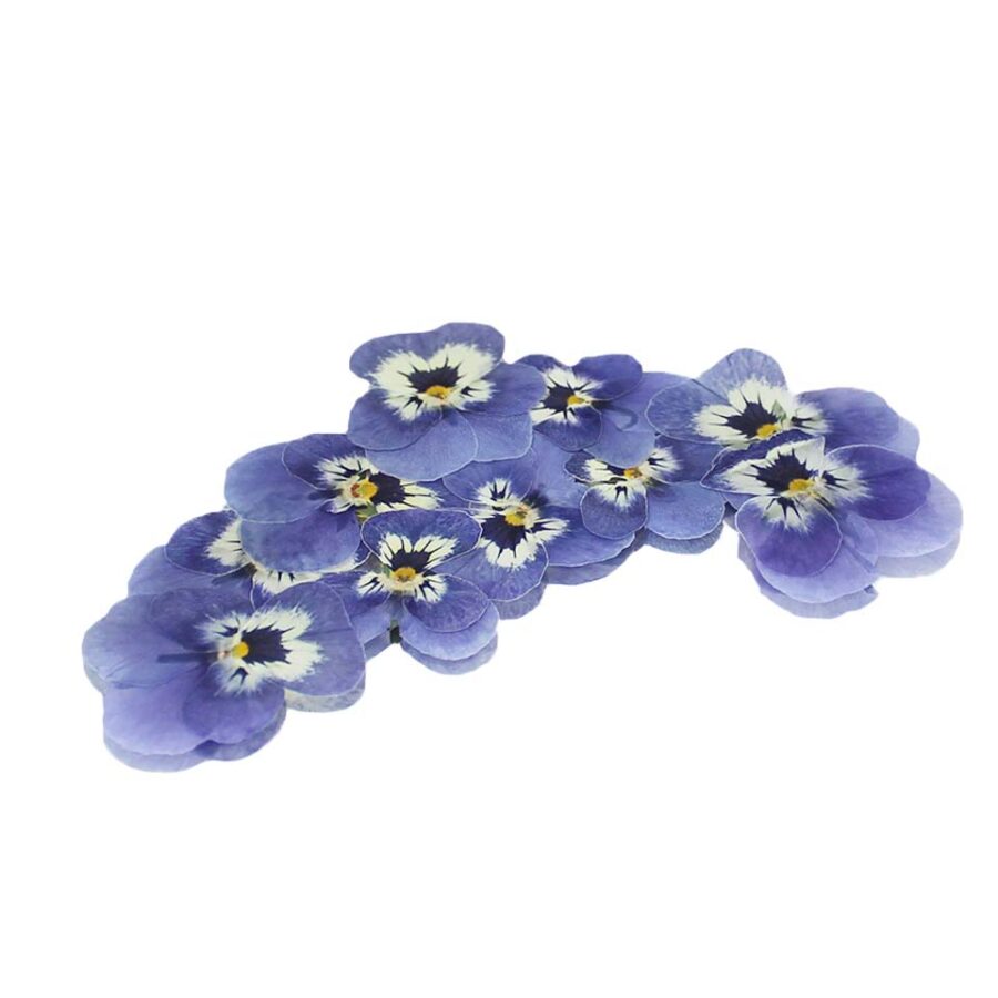pale blue pressed edible viola