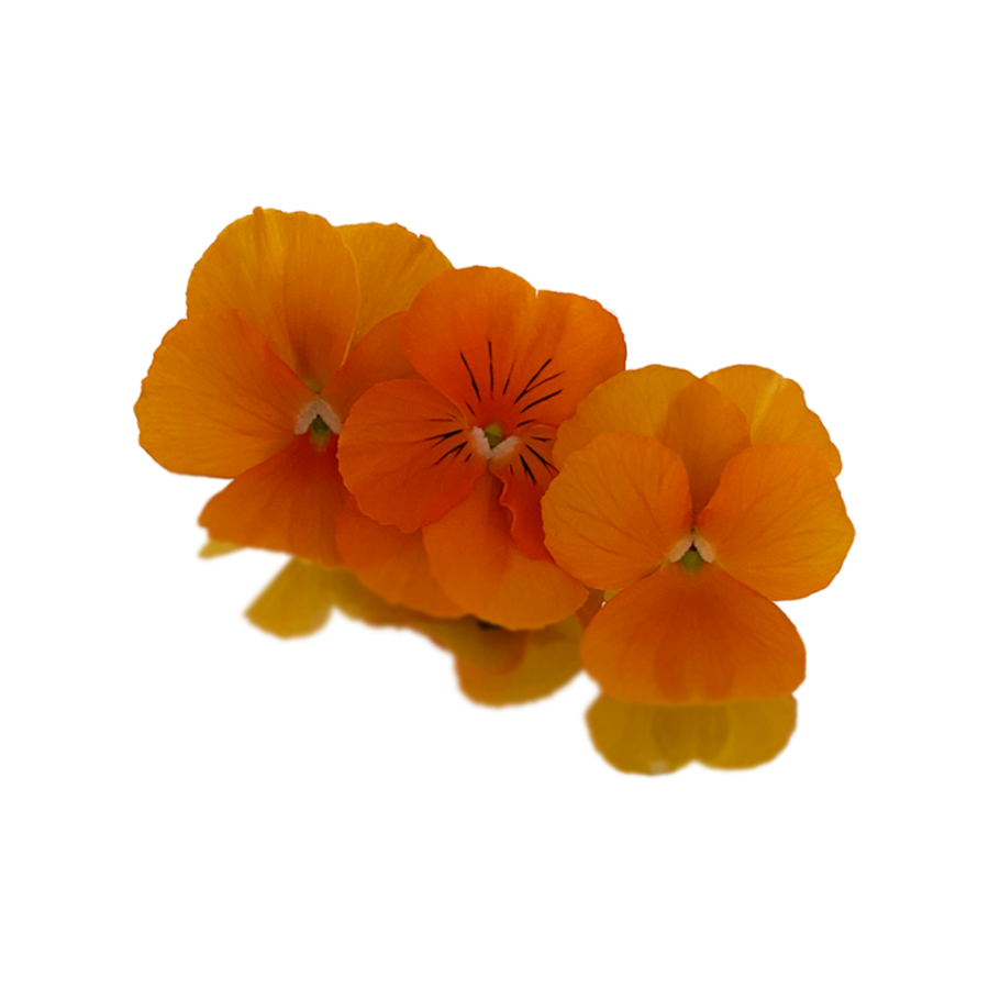 Orange Viola Edible Flowers