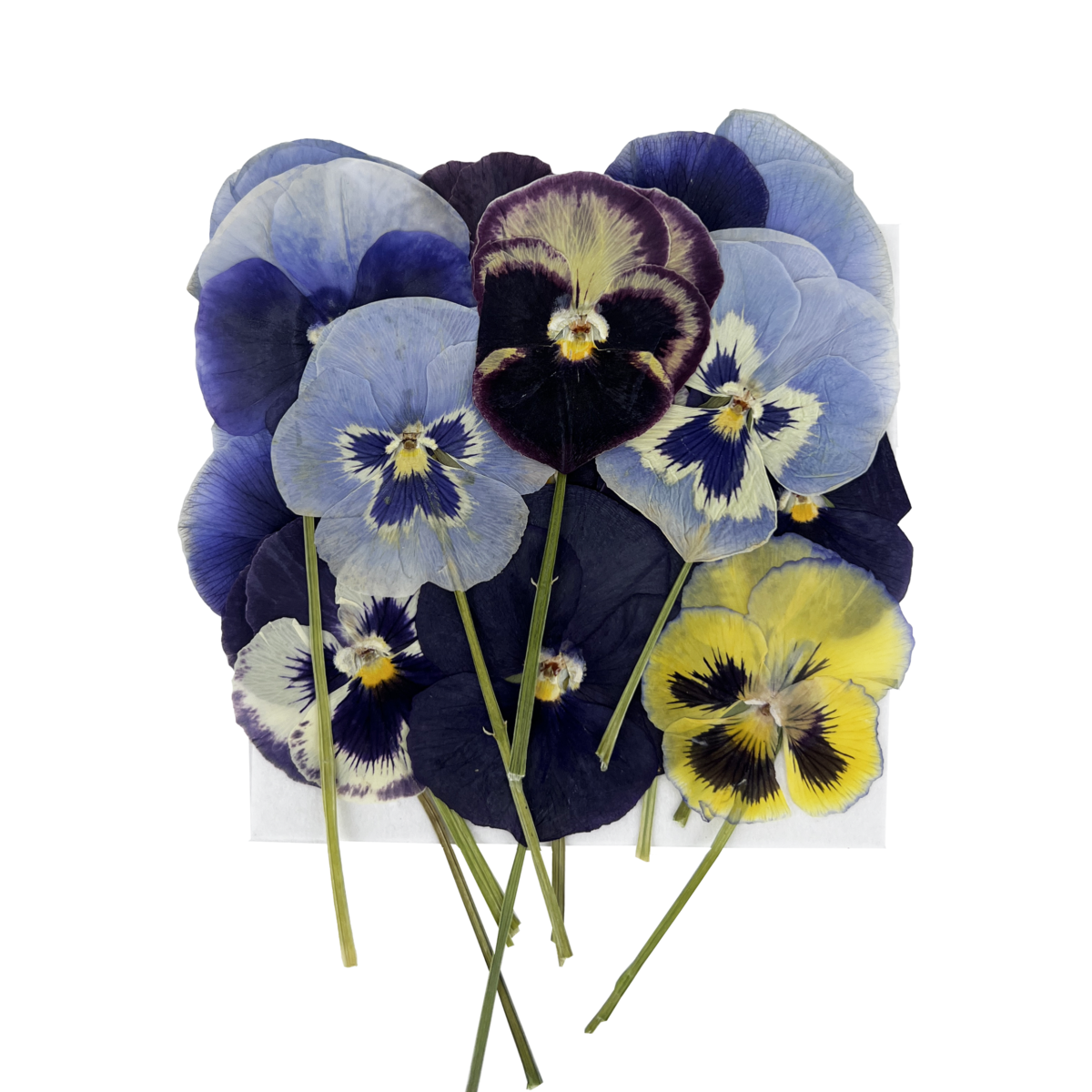 Pressed Edible Pansy With Stems
