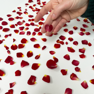 Pressed Rose Petals