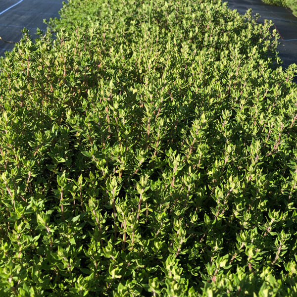 Bunched Thyme